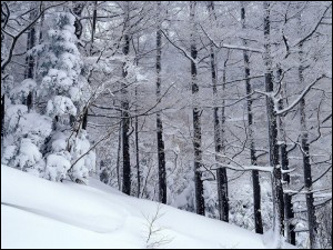 冰天雪地 雪景攝影技巧大全 冰天雪地 雪景攝影技巧大全