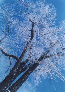 冰天雪地 雪景攝影技巧大全 冰天雪地 雪景攝影技巧大全
